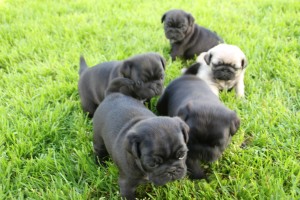 Hela syskonskaran, Leo, Lucky Luke, Lisabeth, Leonora och Lillemor. 