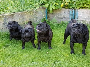 Ebba,  Valborg, Nova och Bo-Ingolf